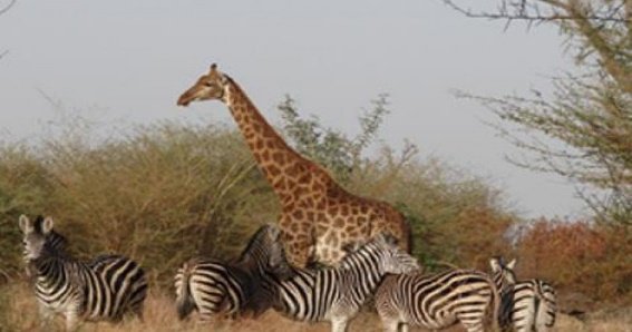 Réserve de Bandia — Safari